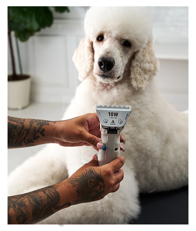 Thumbnail 563839 EMERGE Pro London Fog in-use poodle
